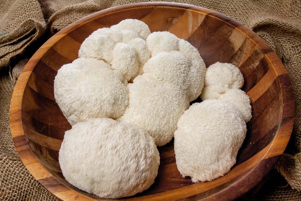 Wild Lion's Mane Mushroom